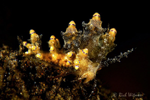 Eubranchus mandapamensis - I think this is a really uniqu... by Richard Witmer 